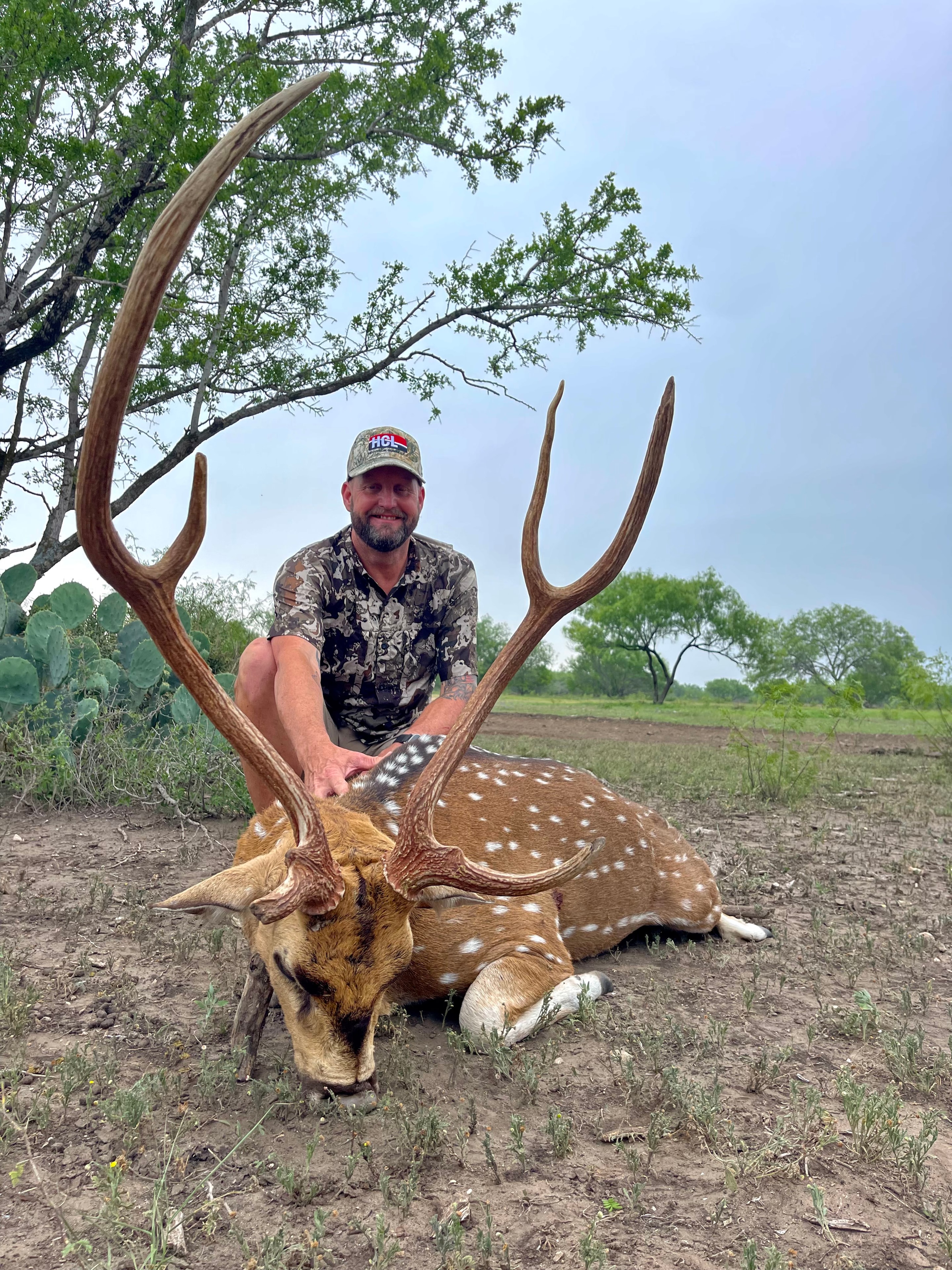 Axis deer spotted buck in South Texas