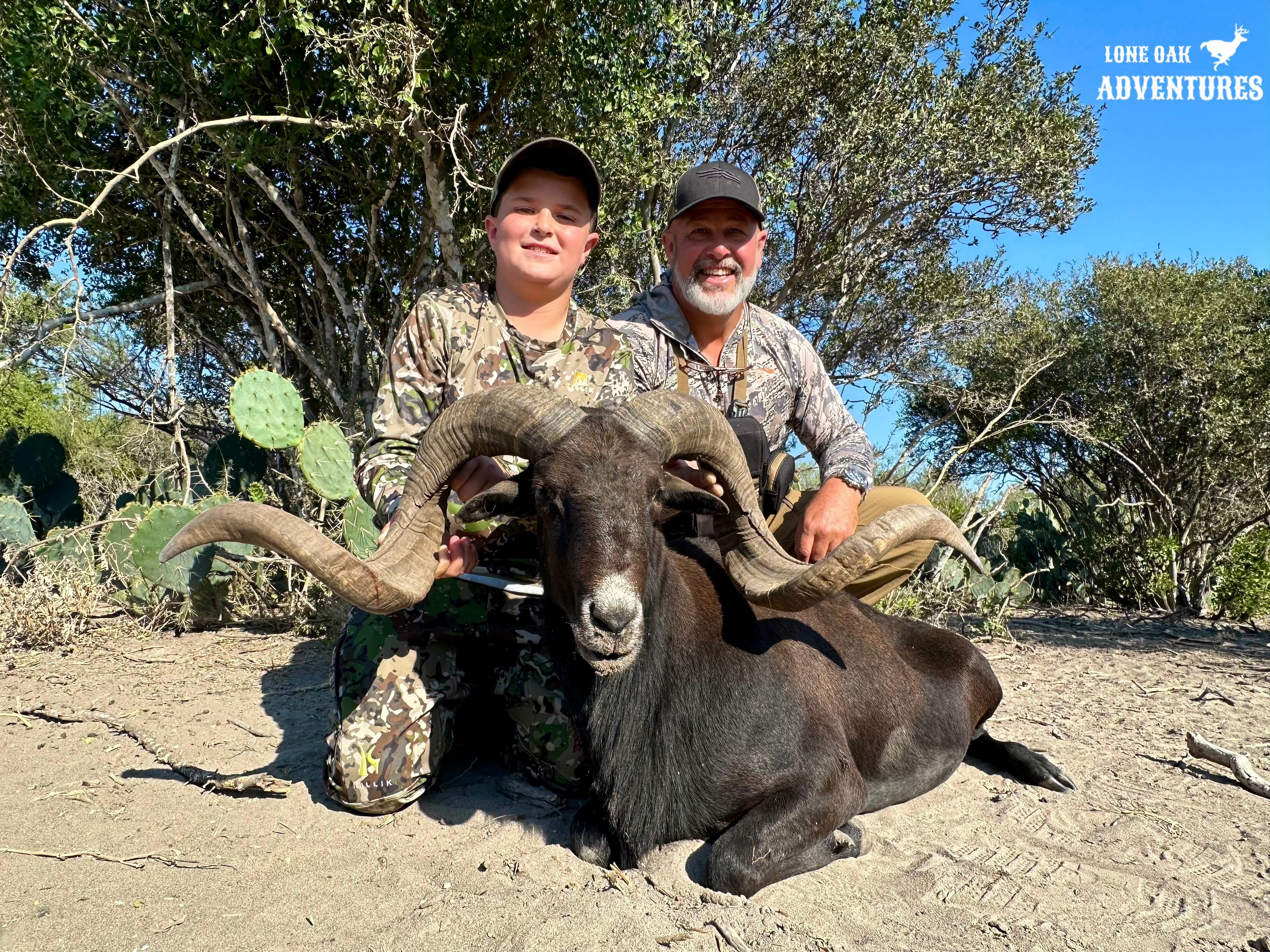 Aoudad barbary sheep on rugged terrain