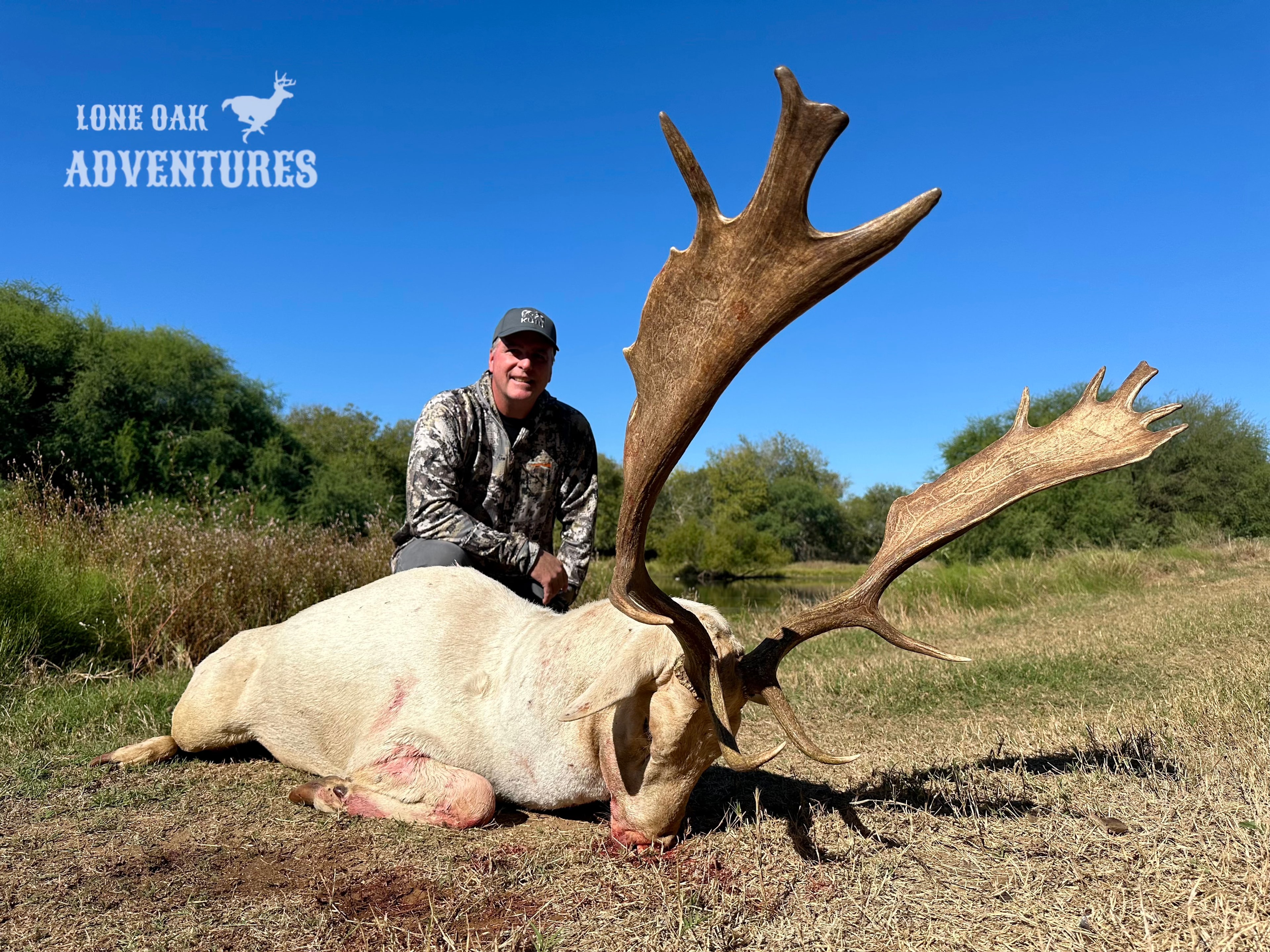 Exotic deer herd grazing on Texas ranch