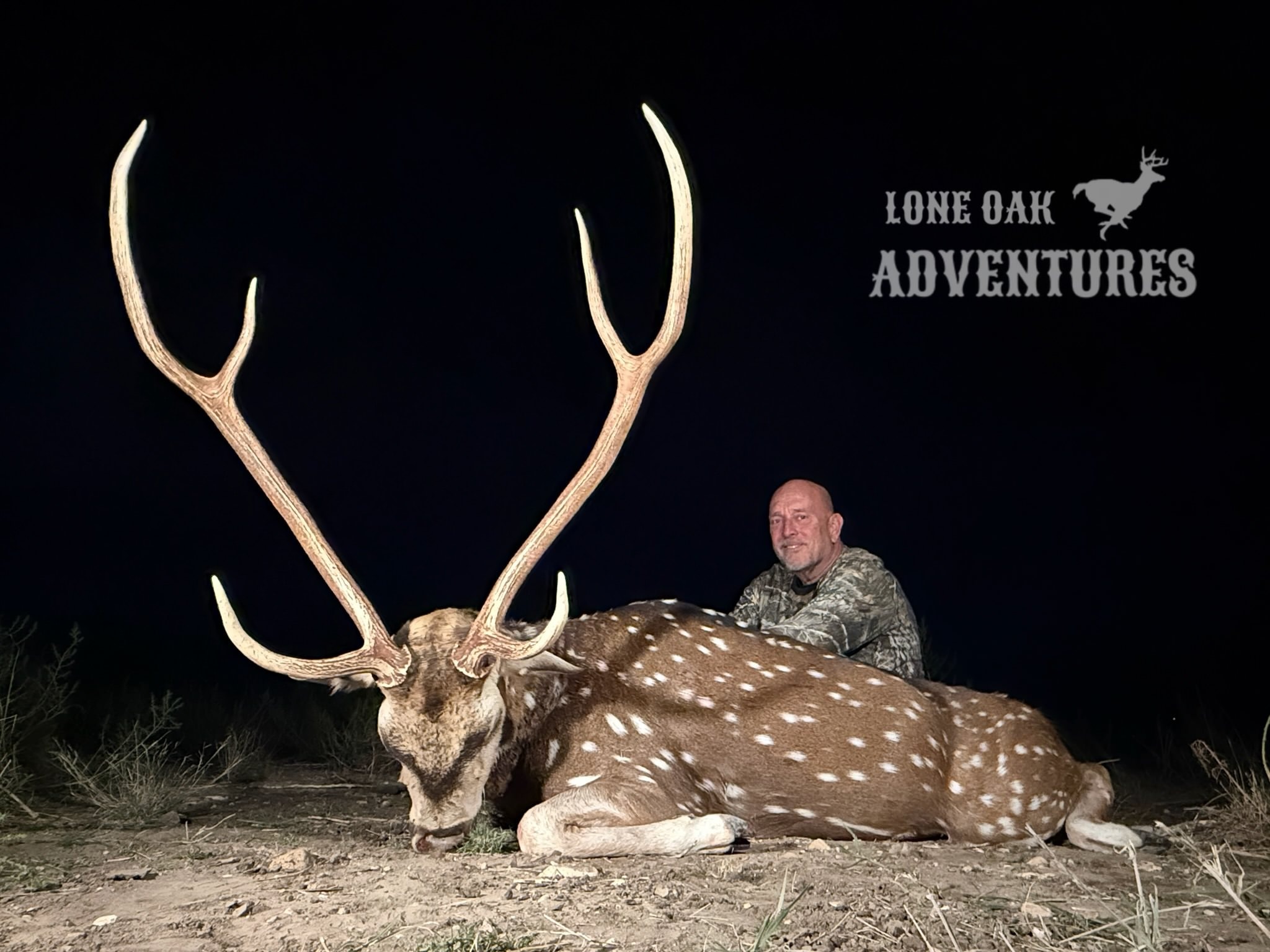 Axis deer buck close up spotted coat