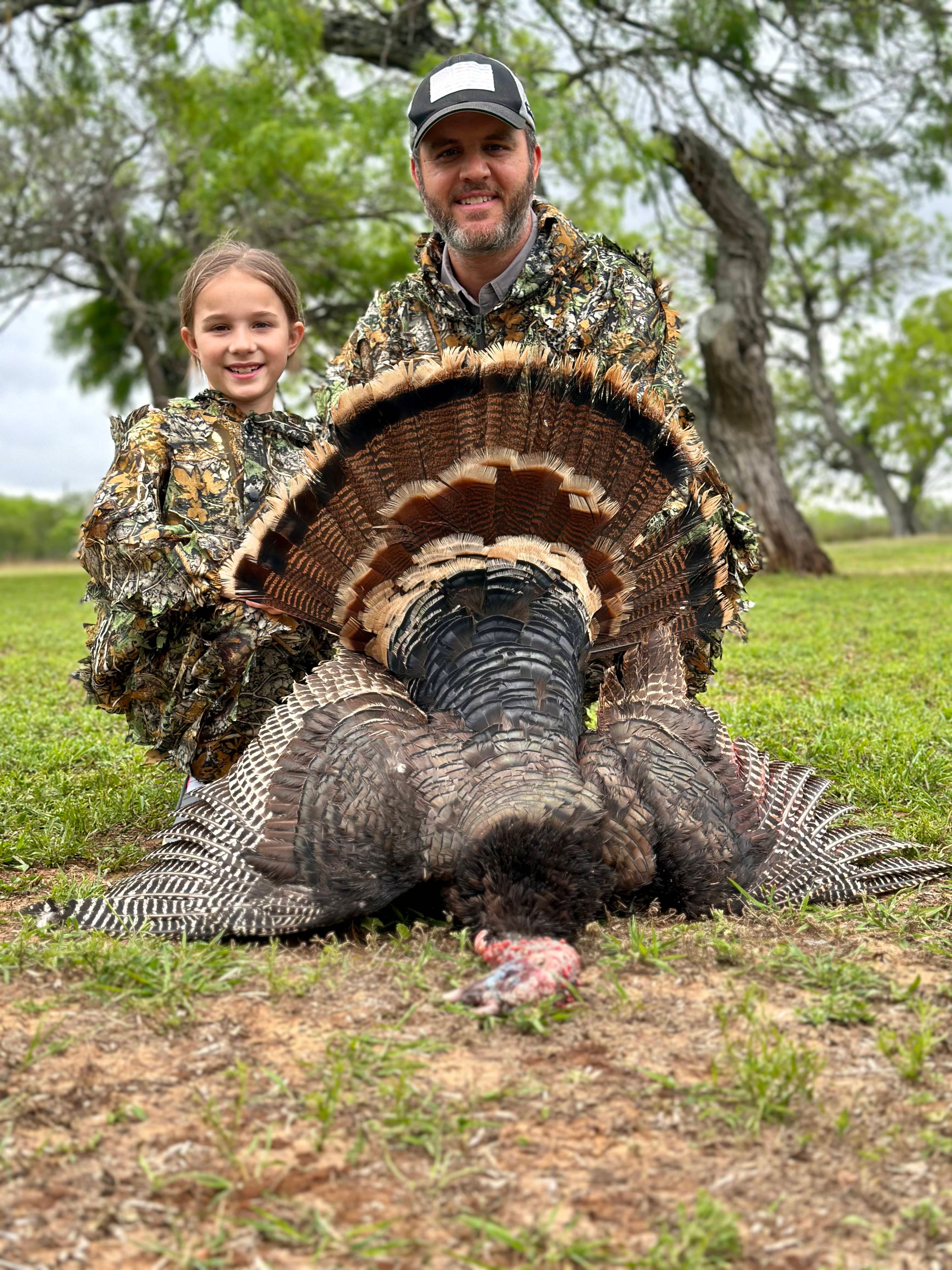 Wild turkey gobbler close up feathers and beard