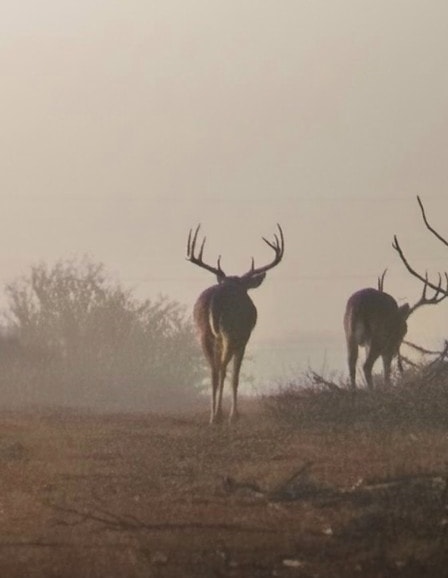 Management whitetail deer antlers